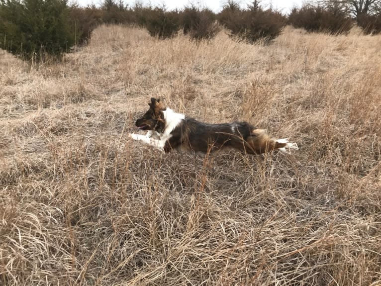 Kyla, a Labrador Retriever and Border Collie mix tested with EmbarkVet.com