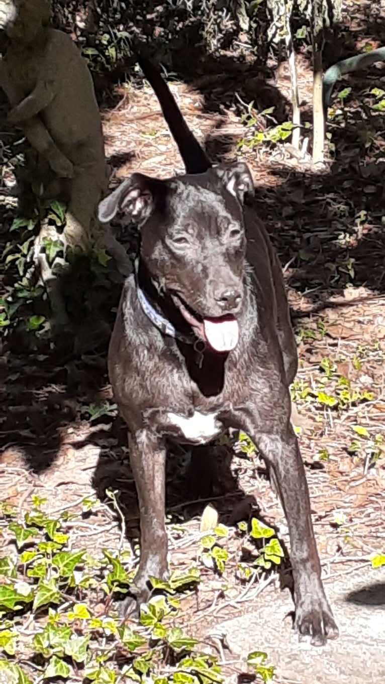 Kino, an American Pit Bull Terrier and Labrador Retriever mix tested with EmbarkVet.com