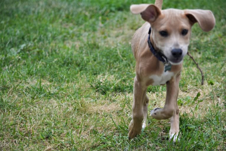 Lila, an American Pit Bull Terrier and Labrador Retriever mix tested with EmbarkVet.com