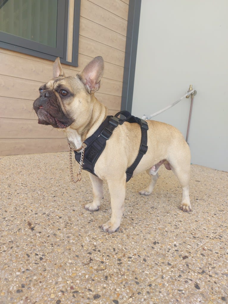Sirius, a French Bulldog tested with EmbarkVet.com