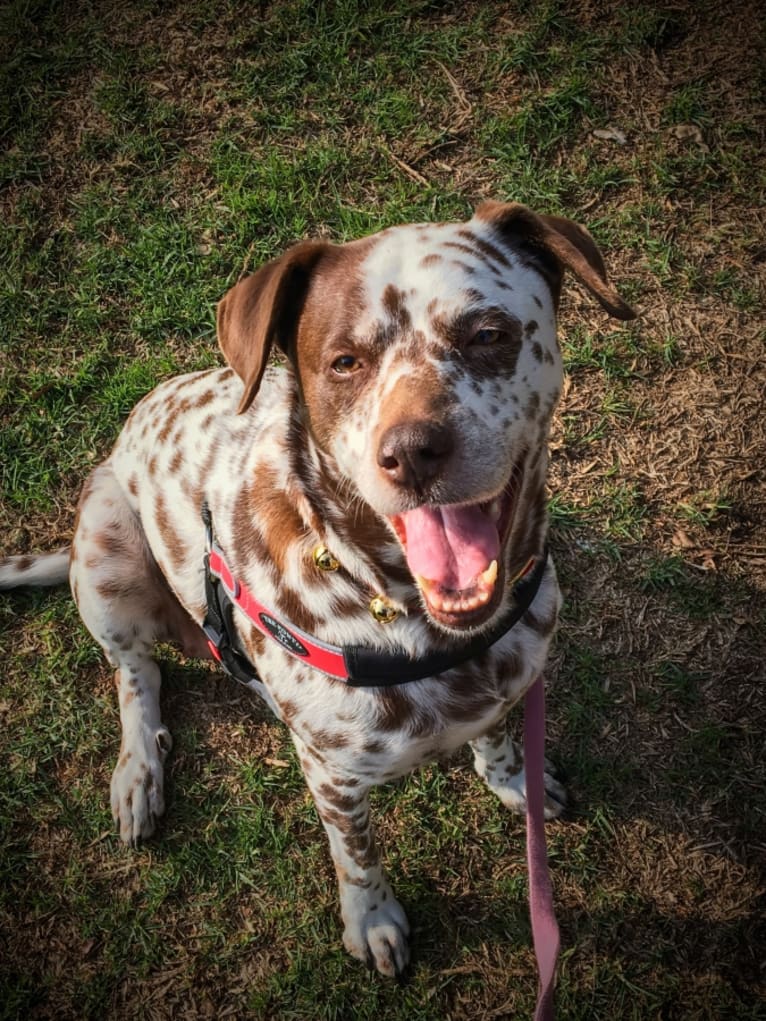 Ellie, a Dalmatian and Siberian Husky mix tested with EmbarkVet.com