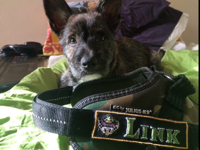 Link, a Pembroke Welsh Corgi and West Highland White Terrier mix tested with EmbarkVet.com