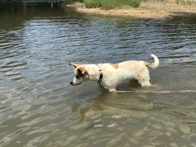 Millie, an Australian Cattle Dog and Great Pyrenees mix tested with EmbarkVet.com