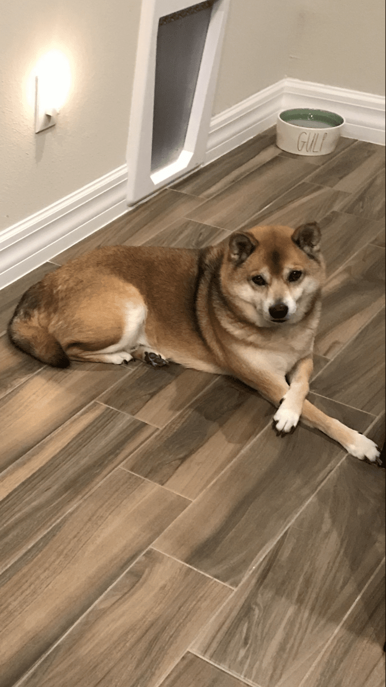 Tyler, a Shiba Inu tested with EmbarkVet.com