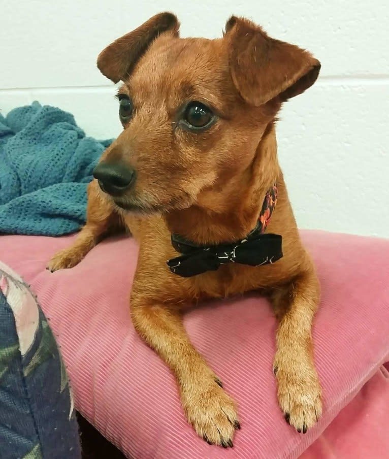 Abby, a Dachshund and Yorkshire Terrier mix tested with EmbarkVet.com
