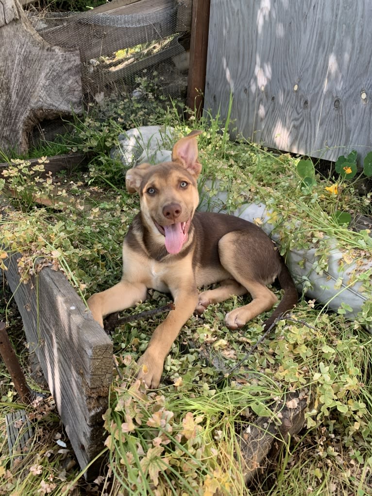 Conan, a German Shepherd Dog and American Pit Bull Terrier mix tested with EmbarkVet.com