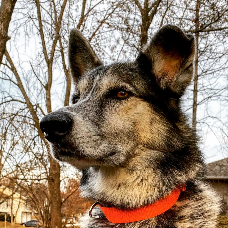 Ama, a Siberian Husky and German Shepherd Dog mix tested with EmbarkVet.com