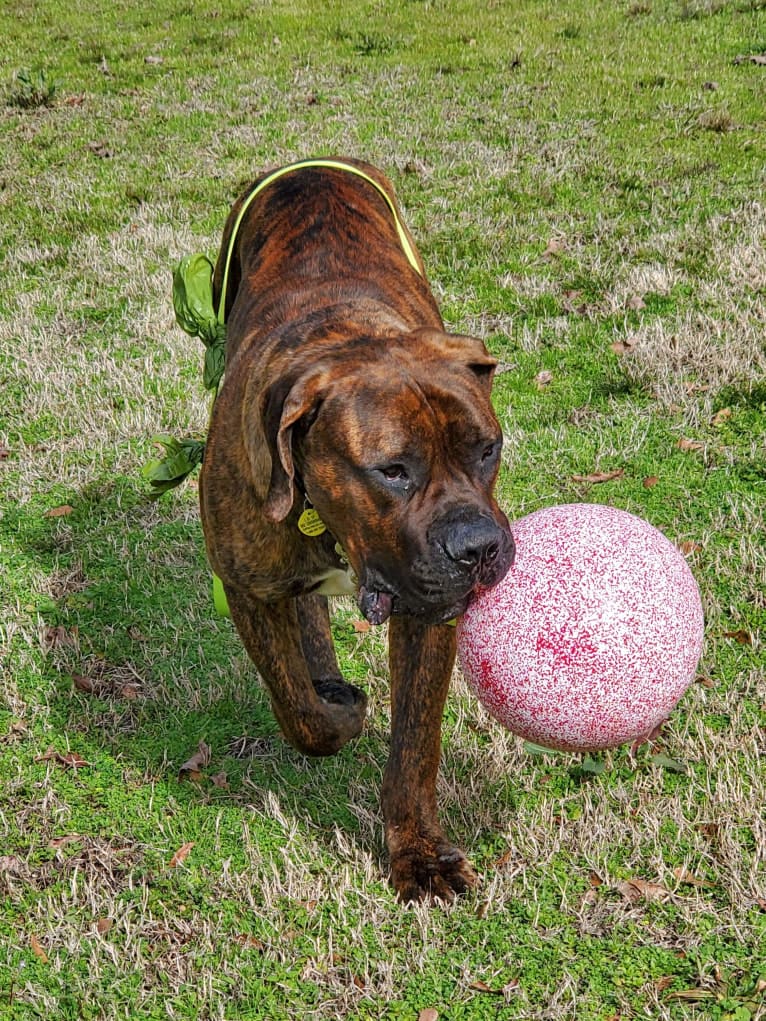 Nappa, a Boerboel tested with EmbarkVet.com