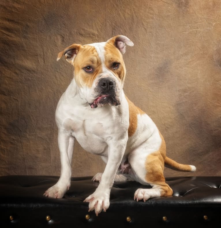 Biscuit, a Bulldog and Staffordshire Terrier mix tested with EmbarkVet.com