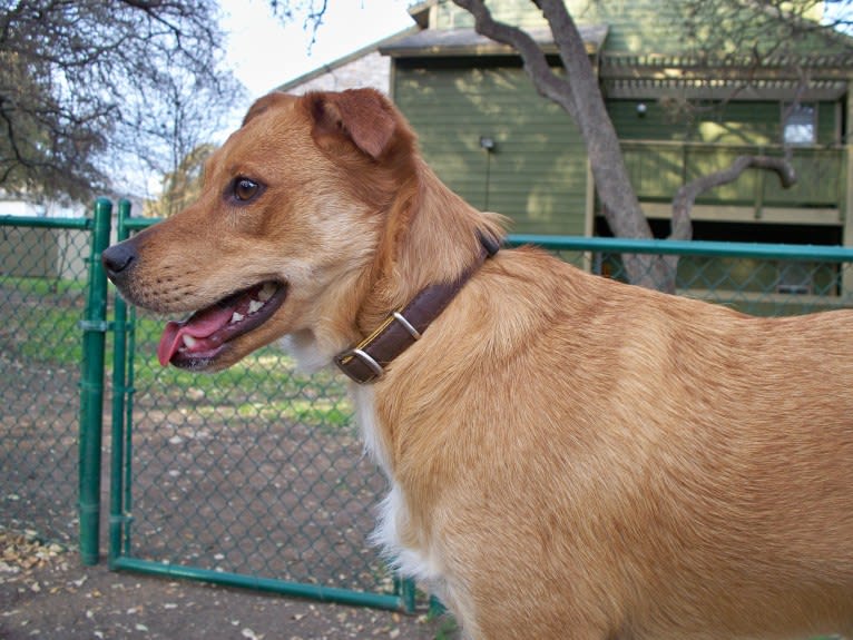 Gatsby, an Australian Shepherd and Chow Chow mix tested with EmbarkVet.com