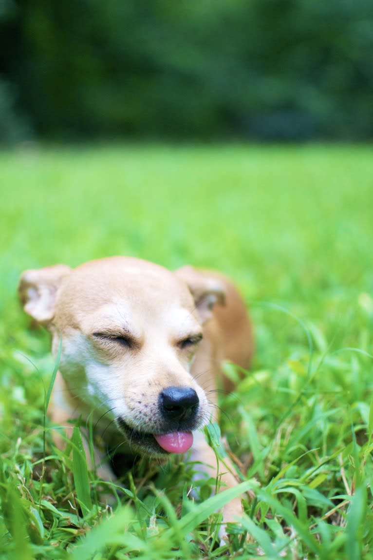 Marshall, a Chihuahua and Dachshund mix tested with EmbarkVet.com