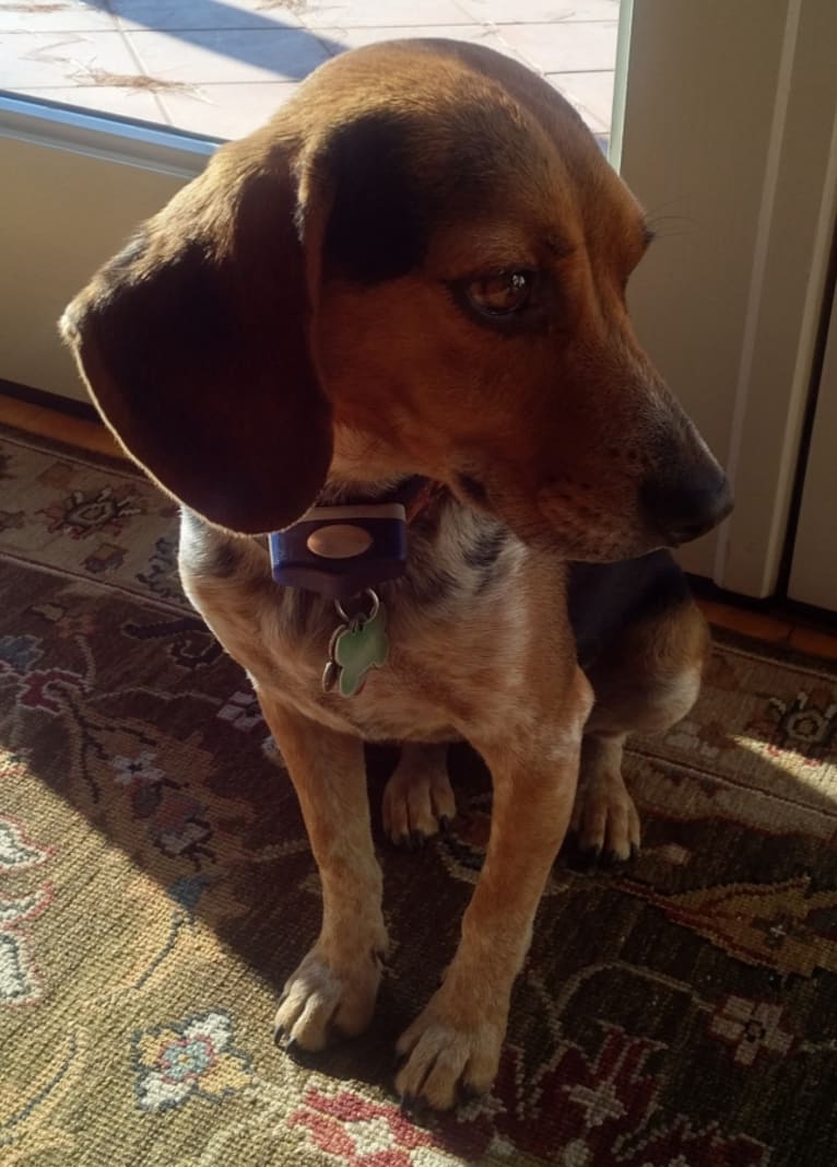 Chester, a Beagle and Coonhound mix tested with EmbarkVet.com