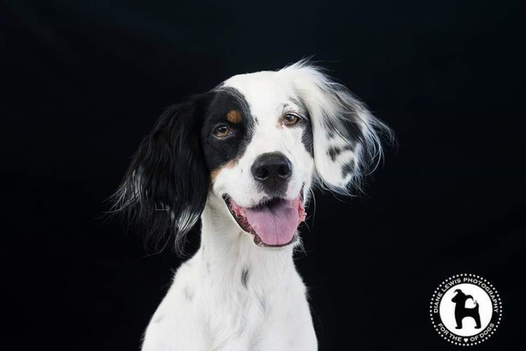 Gemma, a Llewellin Setter tested with EmbarkVet.com