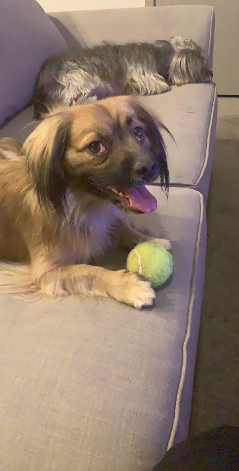 Altuve, a Cocker Spaniel and Pekingese mix tested with EmbarkVet.com