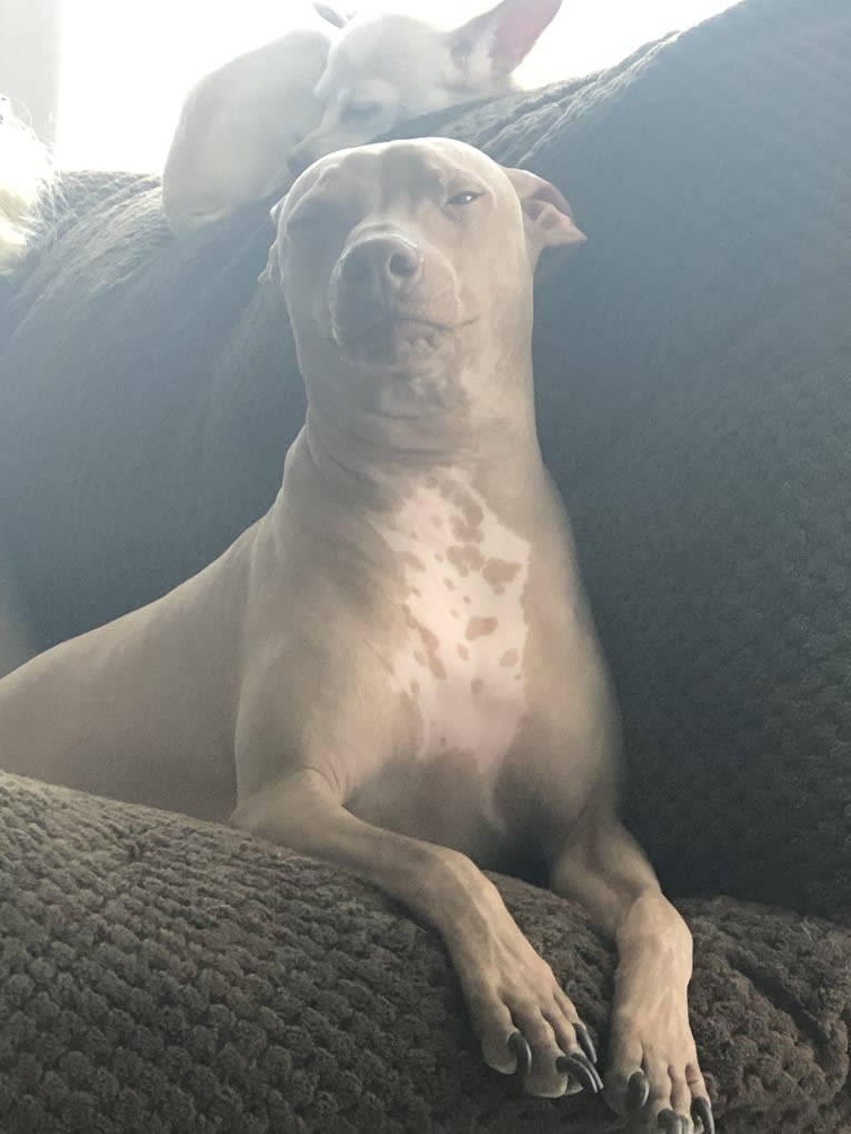 Tater Tot (Namaste), an American Hairless Terrier tested with EmbarkVet.com