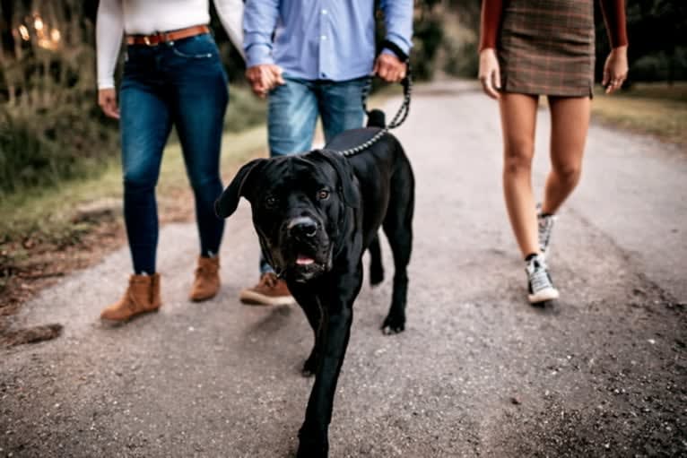 Griffin, a Boerboel tested with EmbarkVet.com