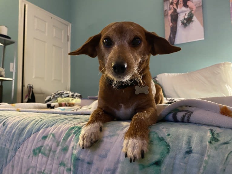 Pudding, a Poodle (Small) and Dachshund mix tested with EmbarkVet.com