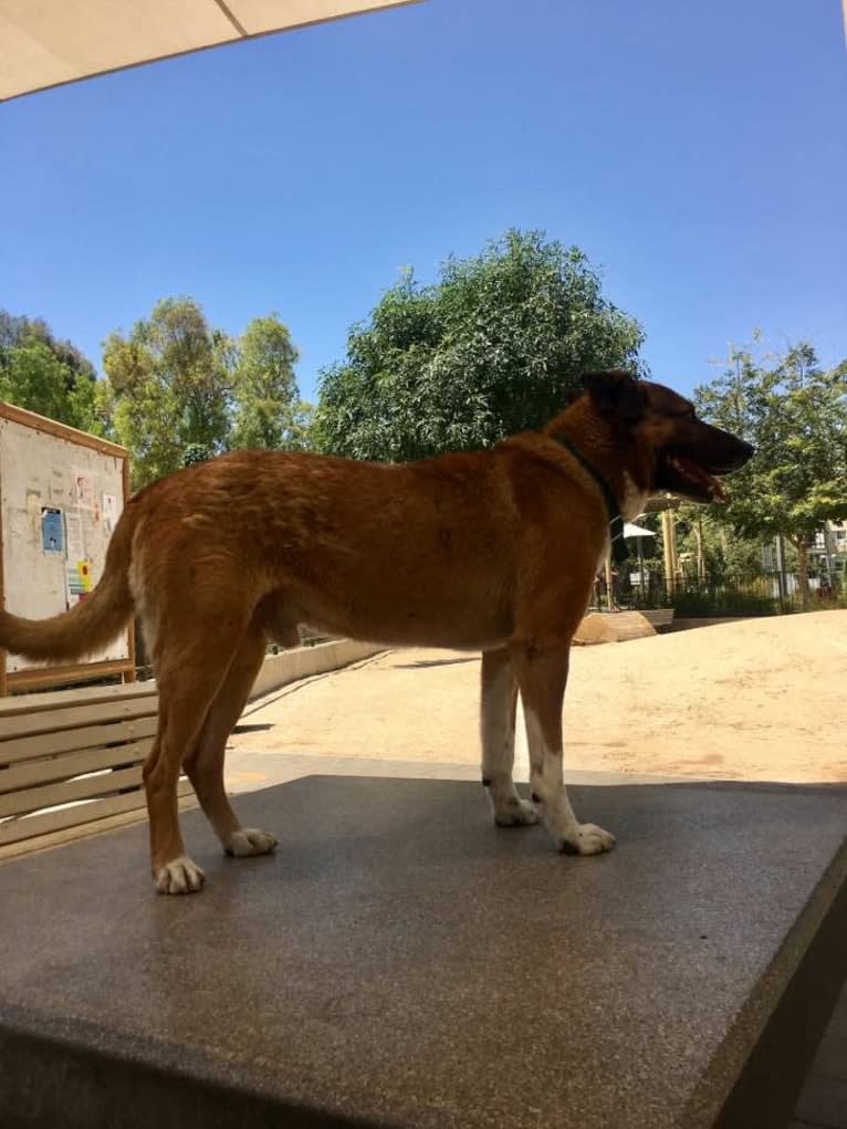 Buzz, an Arabian Village Dog tested with EmbarkVet.com