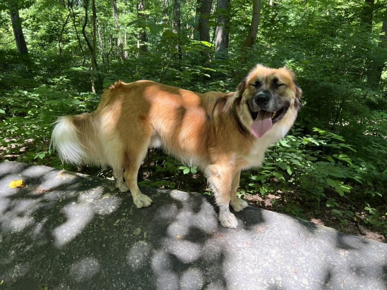 Jordy, an American Pit Bull Terrier and Great Pyrenees mix tested with EmbarkVet.com