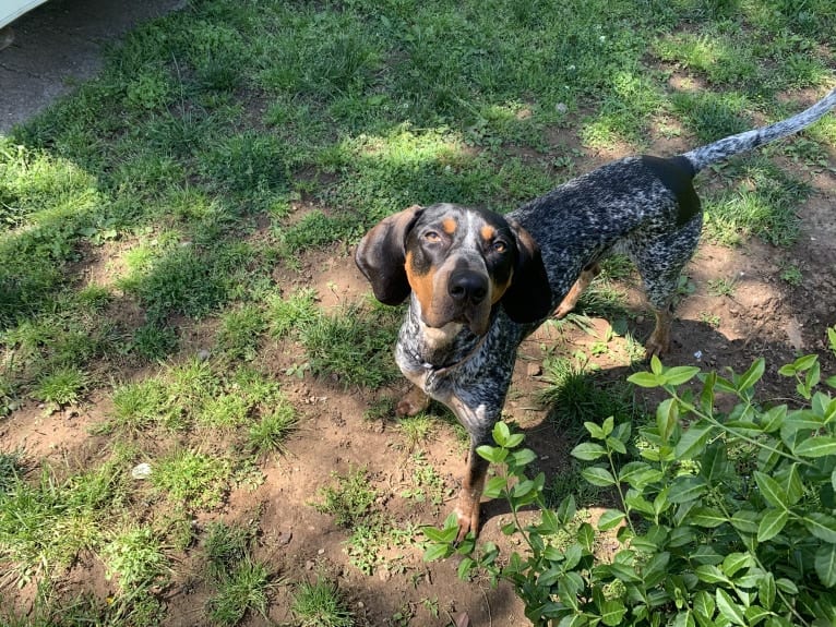 Archie, a Bluetick Coonhound tested with EmbarkVet.com