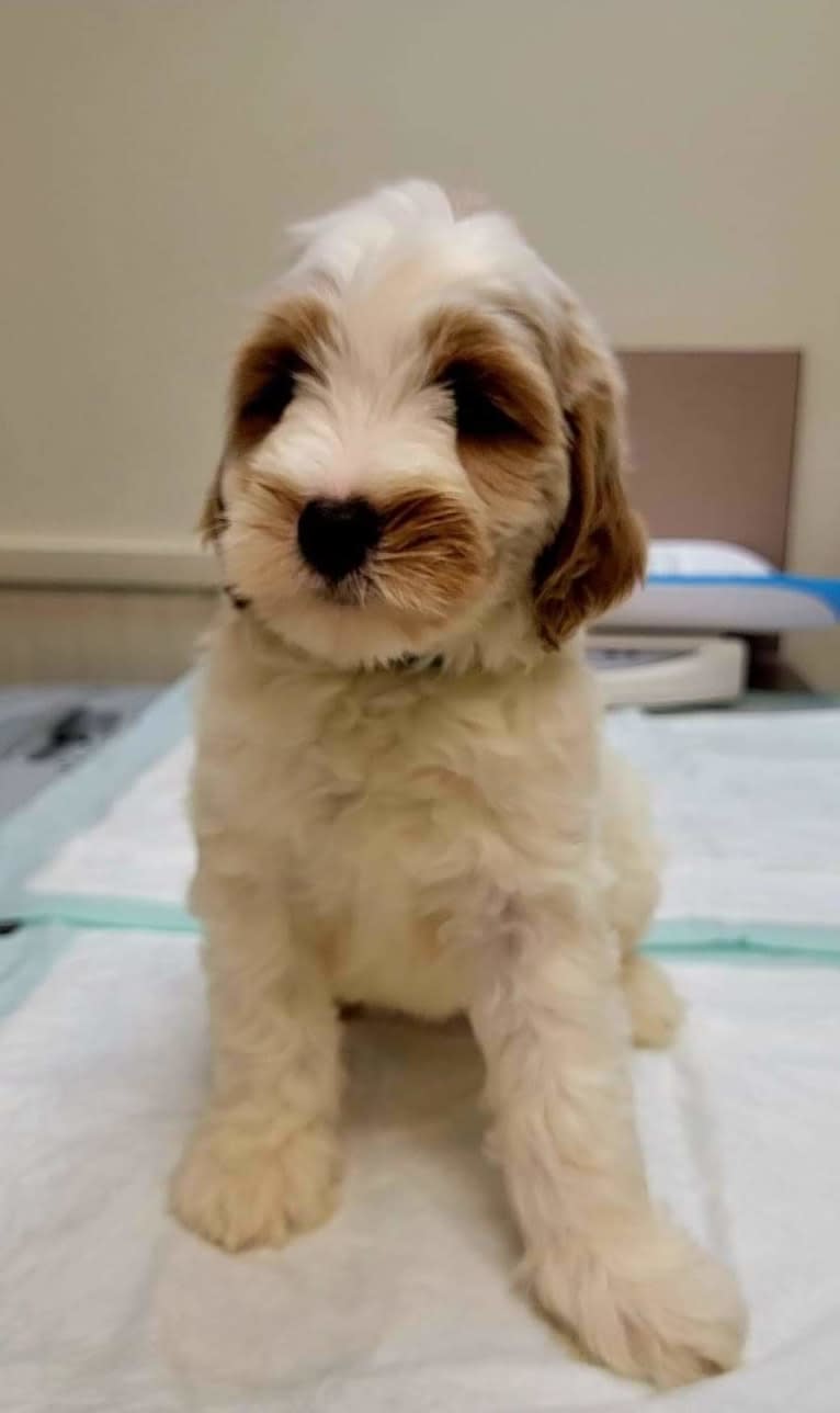 George, a Goldendoodle tested with EmbarkVet.com