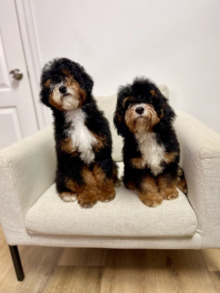 Murphy, a Poodle (Small) and Bernese Mountain Dog mix tested with EmbarkVet.com