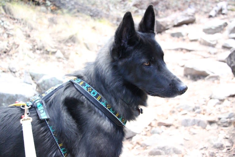 Ame, a Belgian Sheepdog and German Shepherd Dog mix tested with EmbarkVet.com