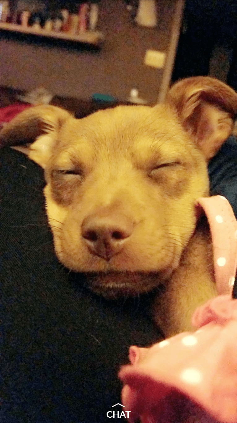 Holly, a Boston Terrier and Chihuahua mix tested with EmbarkVet.com