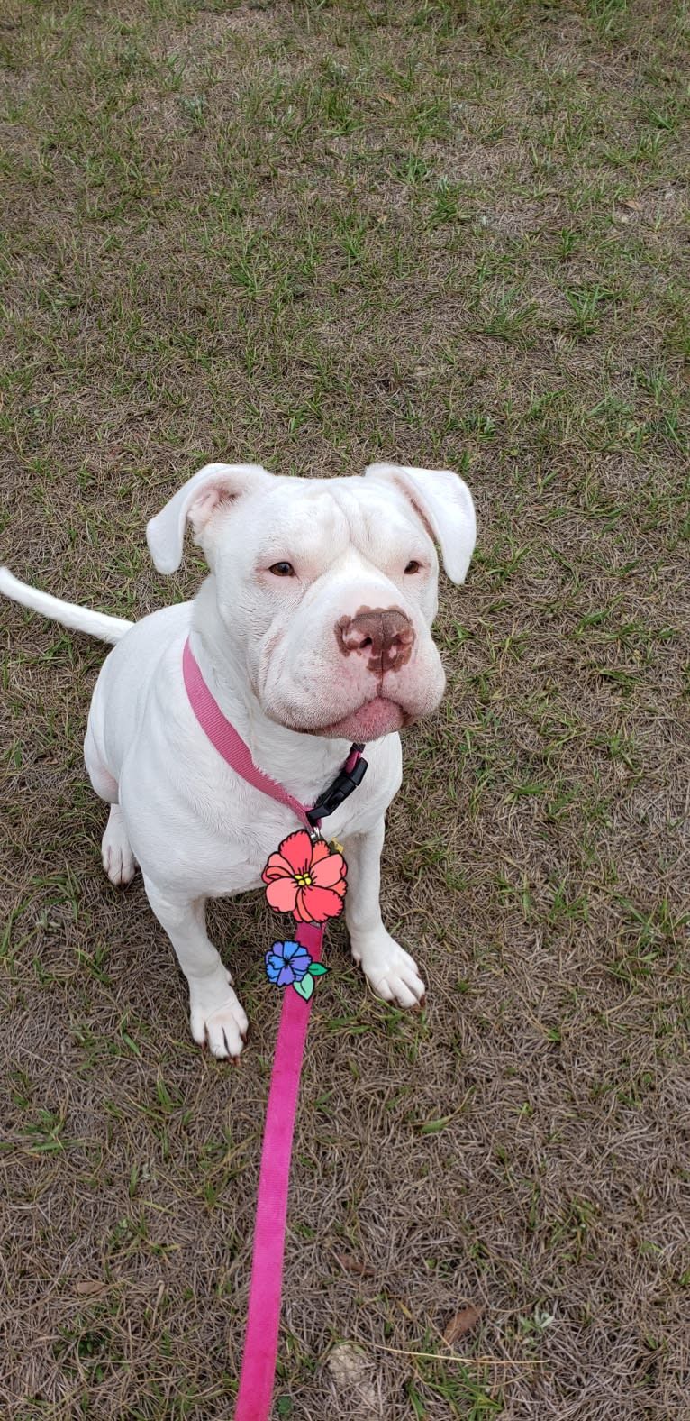 Storm, an American Bulldog tested with EmbarkVet.com