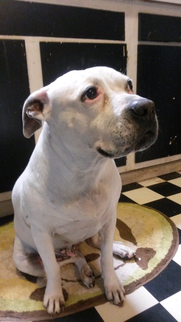 The Pearl, an American Pit Bull Terrier and American Staffordshire Terrier mix tested with EmbarkVet.com