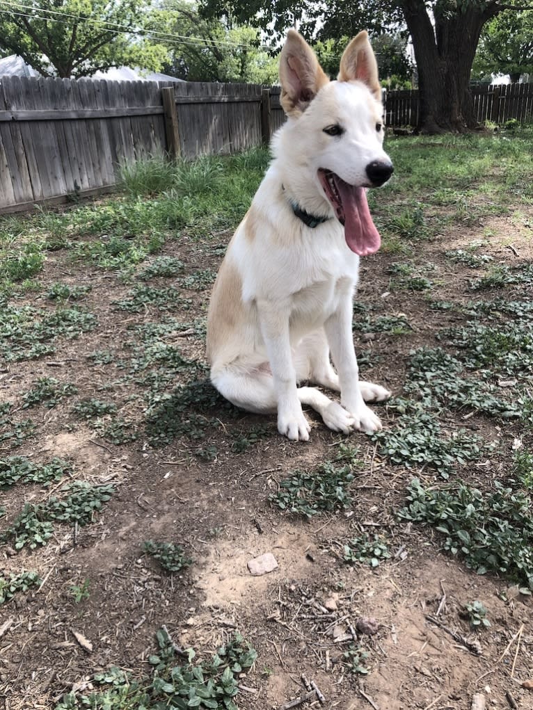 Kiva, a Border Collie and Australian Cattle Dog mix tested with EmbarkVet.com