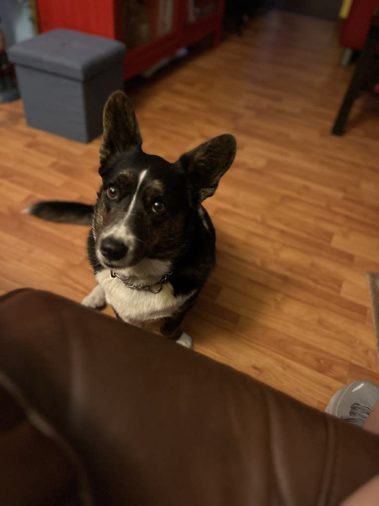 Barley Hops, a Cardigan Welsh Corgi tested with EmbarkVet.com