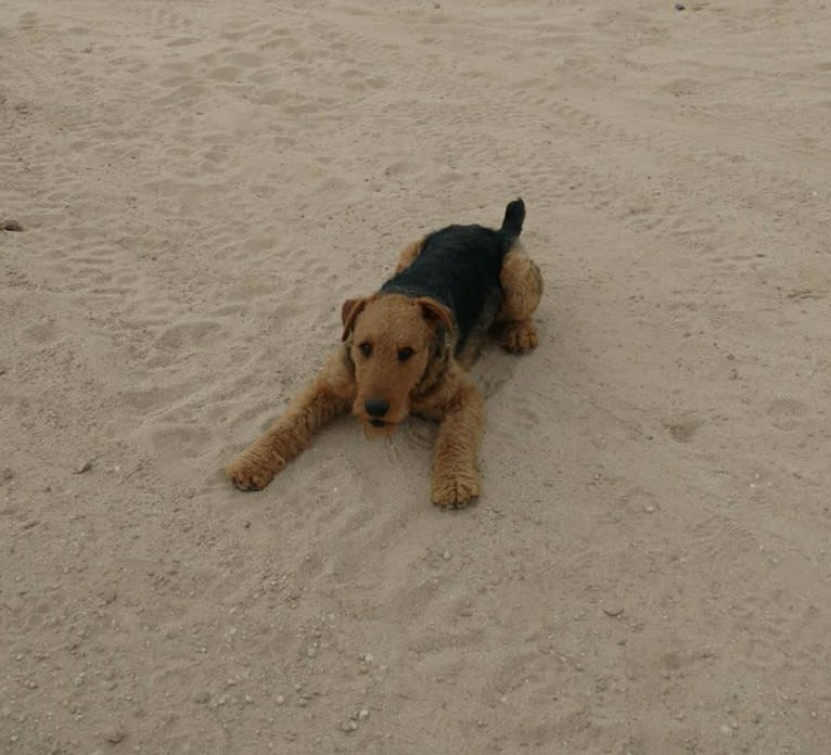 Kratos, an Airedale Terrier tested with EmbarkVet.com