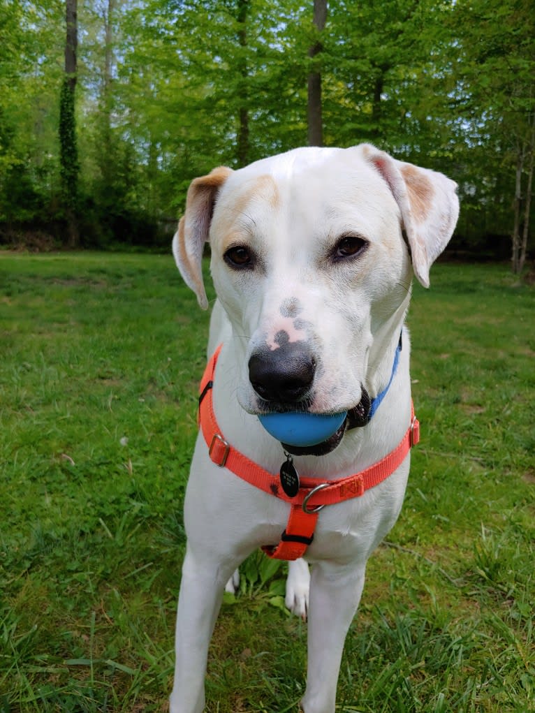 Patch, an American Pit Bull Terrier and Boxer mix tested with EmbarkVet.com