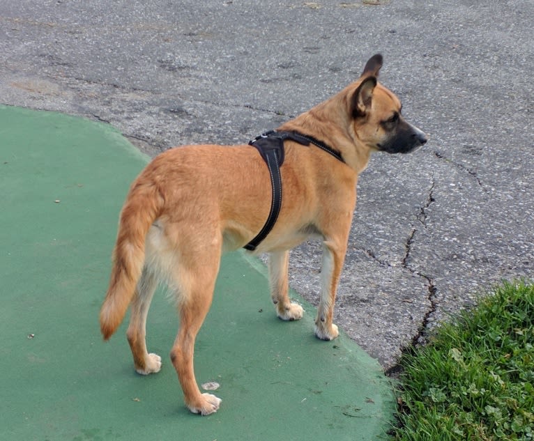 Timber, a Poodle (Small) and Australian Cattle Dog mix tested with EmbarkVet.com