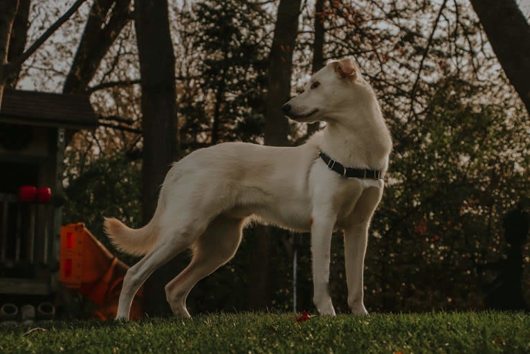 Atlas, an Australian Cattle Dog and Siberian Husky mix tested with EmbarkVet.com