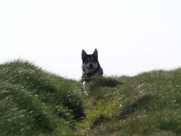 Kalen, a German Shepherd Dog and Siberian Husky mix tested with EmbarkVet.com