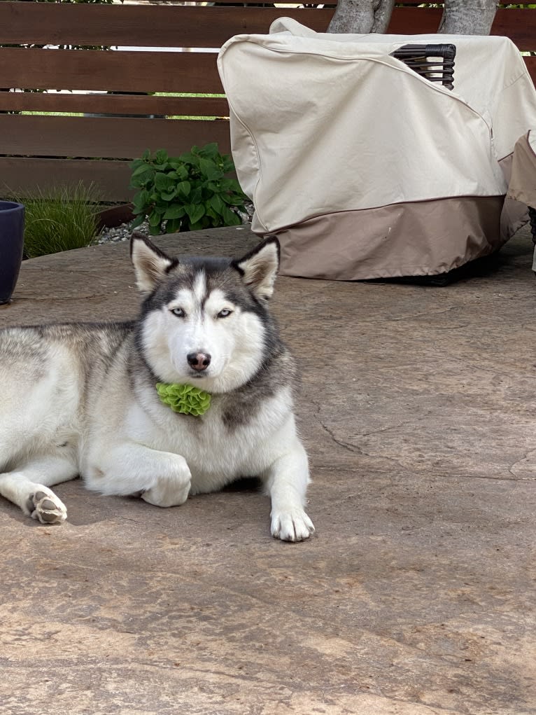 Gus, a Siberian Husky and Alaskan Malamute mix tested with EmbarkVet.com