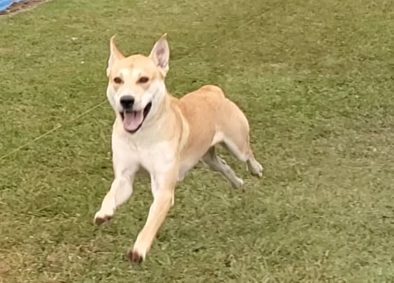 Loomy, a Carolina Dog tested with EmbarkVet.com