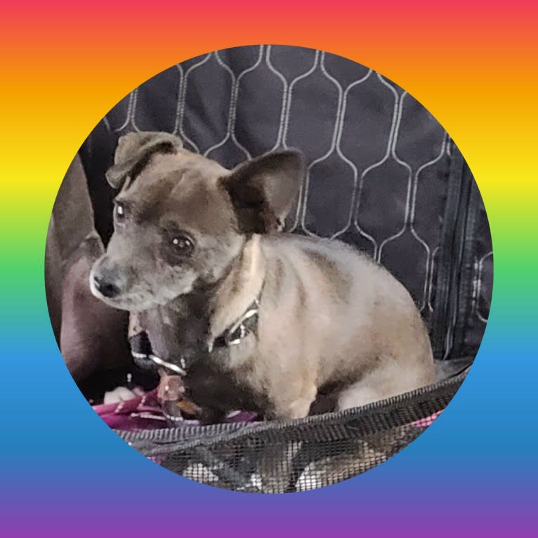 Chico, a Chihuahua and Miniature Pinscher mix tested with EmbarkVet.com