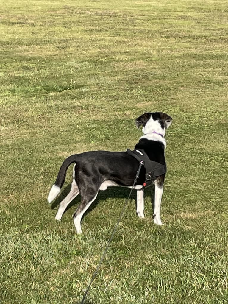Jasper, a Mountain Cur tested with EmbarkVet.com