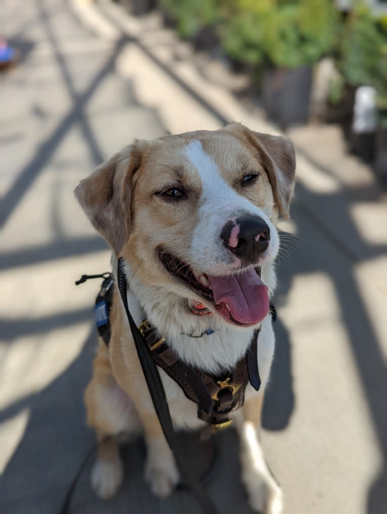 Archie, an Australian Shepherd and Jindo mix tested with EmbarkVet.com