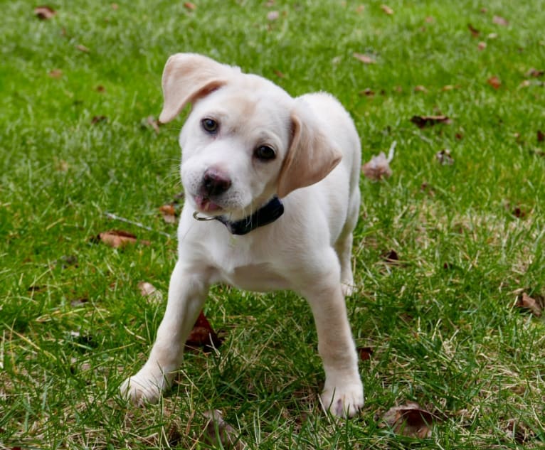 Arwen, a Labrador Retriever and Staffordshire Terrier mix tested with EmbarkVet.com