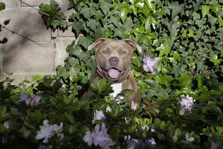 Dara, an American Pit Bull Terrier and American Staffordshire Terrier mix tested with EmbarkVet.com