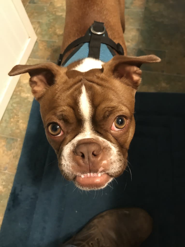Ollie, a Boston Terrier tested with EmbarkVet.com