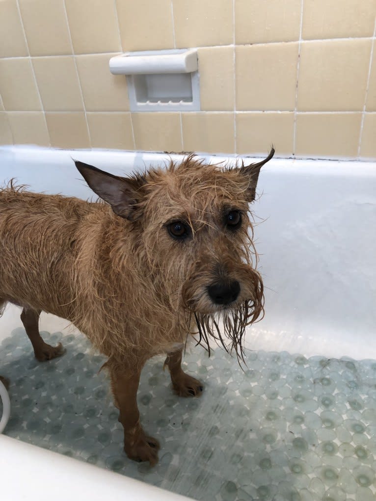 Wilbur, a Miniature Schnauzer and Rat Terrier mix tested with EmbarkVet.com