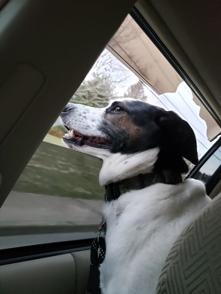 Dublin, an American Foxhound and Labrador Retriever mix tested with EmbarkVet.com