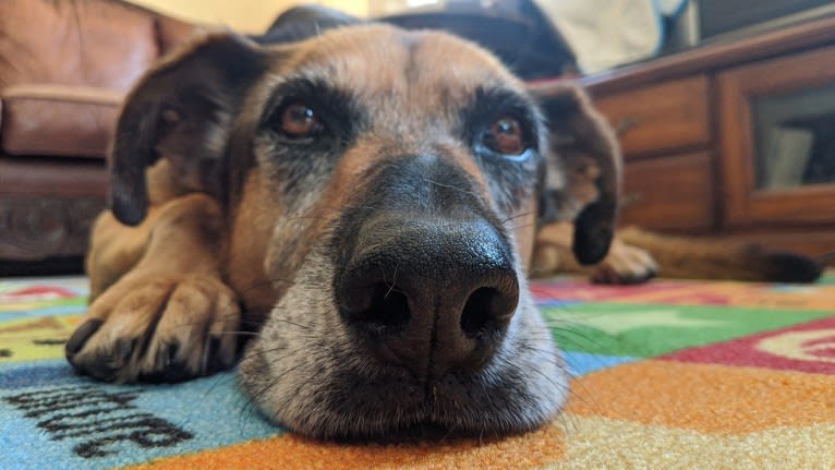 Mocha, a German Shepherd Dog and Boxer mix tested with EmbarkVet.com
