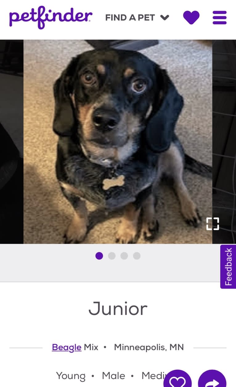 Junior, a Beagle tested with EmbarkVet.com