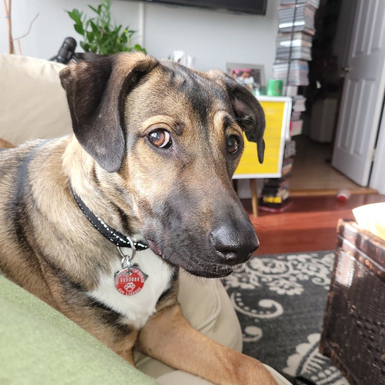 Finley, an American Village Dog tested with EmbarkVet.com